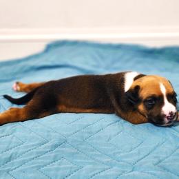 American Staffordshire Terrier Puppies from MDYC Amstaffs