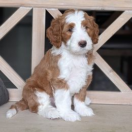 Mango - Red  male Goldendoodle puppy in Beverly Hills, Florida from Bundle of Joy Doodles