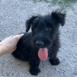 Scottish Terriers from Knights Scottish Terriers