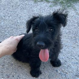 Scottish Terriers from Knights Scottish Terriers