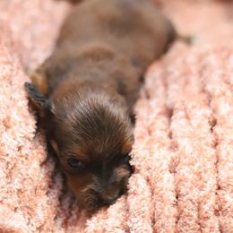 Byrd - Red male Dachshund puppy in Eaton, Ohio from Miniature Alphas Dachshunds