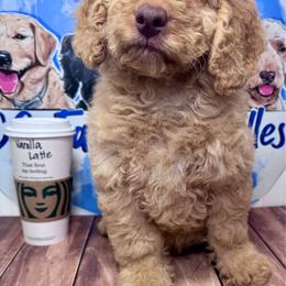Vanilla latte - Cream male Labradoodle puppy in Kingston, Georgia from CC Familydoodles