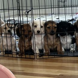 Dachshunds from Mercer’s Stateline Doxie Ranch
