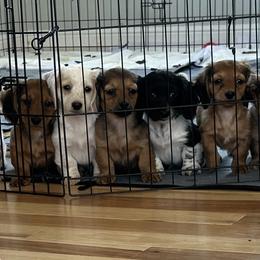 Dachshunds from Mercer’s Stateline Doxie Ranch