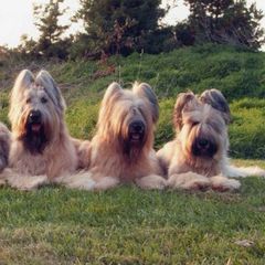 Briards from Celebra Briards