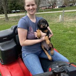 Doberman Pinscher Puppies from Jensen Dobermans