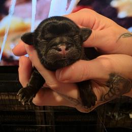 Cupid - Red male Shih Tzu puppy in Lancaster, Ohio from Wandering Tzu