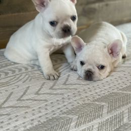 French Bulldog Puppies from 1011 French Bulldogs