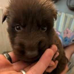 Tan collar - Liver male German Shepherd puppy in Garrett, Indiana from Devil-Dog Shepherds