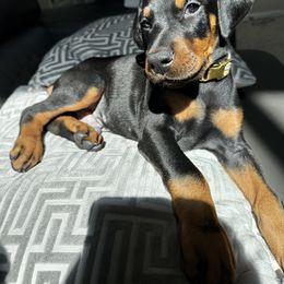 Maxx - Black and rust Doberman Pinscher puppy in Aurora, Colorado from Davis Doberman Pinschers