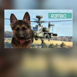 Boy 3 - male German Shepherd puppy in Yuba City, California from Barton’s German Shepherds