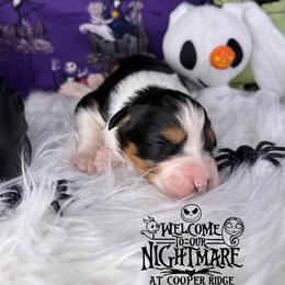Zero - Black tri-color male Australian Shepherd puppy in Fredericksburg, Virginia from Cooper Ridge Aussies