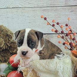 American Staffordshire Terrier Puppies from Kayo Kennel