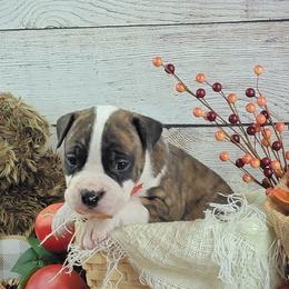 American Staffordshire Terrier Puppies from Kayo Kennel