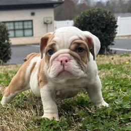 Boy 2 - Chocolate tri-color male Bulldog puppy in Rome, Georgia from English Bulldogs of the Seven Hills