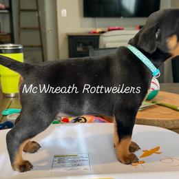 Blue Collar - Black and mahogany male Rottweiler puppy in Washington, Pennsylvania from McWreath Rottweilers