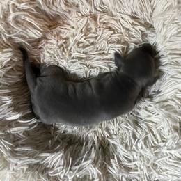 Boy1 - Blue male Italian Greyhound puppy in Brooksville, Florida from Fisher Link