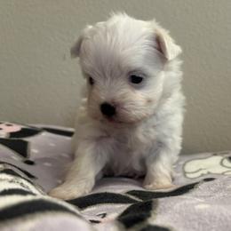 Girl1 - White female Maltese puppy in Pasco, Washington from Hops-a-Lot Maltese Ranch