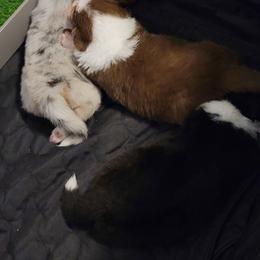 Australian Shepherd puppies from Daffodil Australian Shepherds