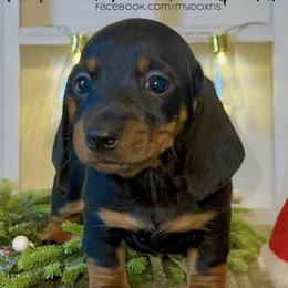Spike - Black and tan Dachshund puppy in Poplarville, Mississippi from T's Kennel