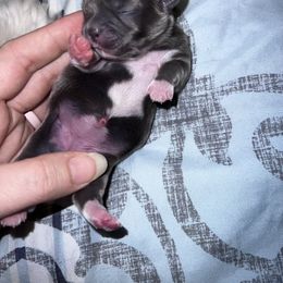 Shih Tzu Puppies from P&B Tzu Tribe