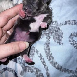 Shih Tzu Puppies from P&B Tzu Tribe