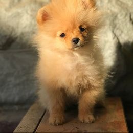 Pomeranian Puppies from Pommies of LA