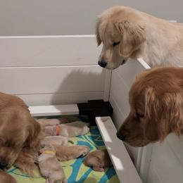 Golden Retrievers from Ritidian Goldens