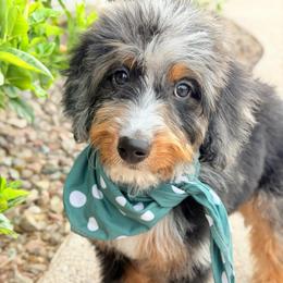 Bronco - Blue merle male Bernedoodle puppy in Wickenburg, Arizona from Houskerville Doodles