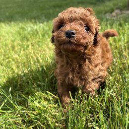 Poodle Puppies from Poodle Me Crazy
