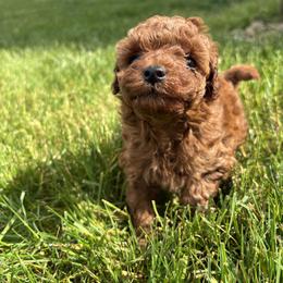 Poodle Puppies from Poodle Me Crazy