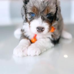 Aussiedoodle, Bernedoodle, Goldendoodle, and Poodle Puppies from Teddy Doodles & Standard Poodles