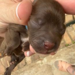 Delli Light blue chocolate - Liver male Miniature Schnauzer puppy in Temple, Texas from Schnauzers Of Taylor
