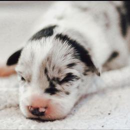 Cosmos - Blue merle male Border Collie puppy in Opelousas, Louisiana from Zahara Border Collies