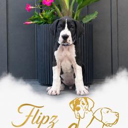 Flipz - Mantle male Great Dane puppy in Liberty, New York from Catskills Greatest Danes