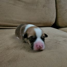 Pembroke Welsh Corgi and Saint Bernard Puppies from Middle Georgia Saints and Corgis