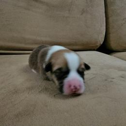 Pembroke Welsh Corgi and Saint Bernard Puppies from Middle Georgia Saints and Corgis