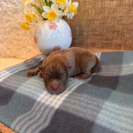 Male 1 - Lavender male Pomsky puppy in Bucyrus, Missouri from Hill Top Pomskies