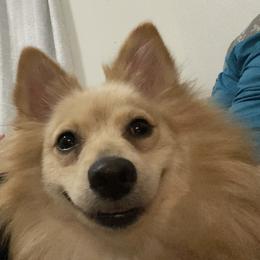 Rosie - Pomeranian