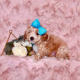 Fran - Cream female Maltipoo puppy in West Jordan, Utah from Mid Sized Maltipoos and More LLC