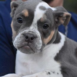 Magenta - White Bulldog puppy in Century, Florida from Rebelxotics Bulldogs