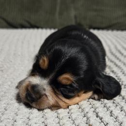 Daisy - Blue tan and white female Beagle puppy in Bunch, Oklahoma from Julie’s Jewels Puppies