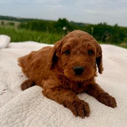 Puppy 8 - Apricot female Irish Doodle puppy in Bloomfield, Iowa from Schooley Doodles