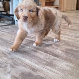 Beckham FIFA - Red merle male Australian Shepherd puppy in Solon, Maine from Mountain Range Australian Shepherds