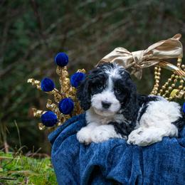 Bennett - Black and white male Cavapoo puppy in Bellingham, Washington from My Sweet Poodles and Doodles