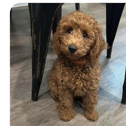 Cockapoos and Goldendoodles from Boutique Doodles