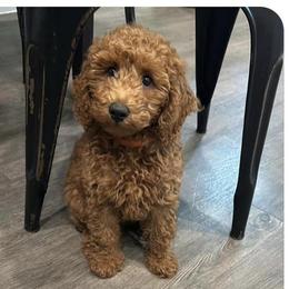 Cockapoos and Goldendoodles from Boutique Doodles