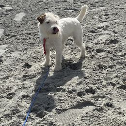 Aspen - Jack Russell Terrier