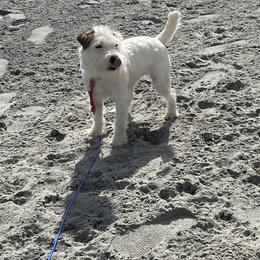 Aspen - Jack Russell Terrier