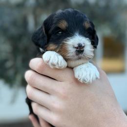 Cherry - Tri-color female Bernedoodle puppy in Modesto, California from Central Valley Canine Companions